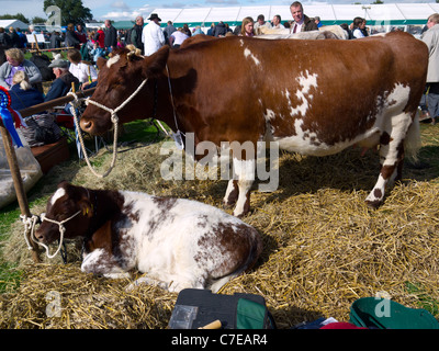 Preis gewinnende Beef Shorthorn Kuh und Kalb auf der Stokesley Agricultural Show 2011 Stockfoto