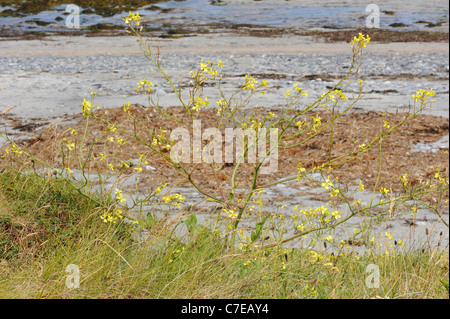 Meer Rettich Raphanus raphanistrum Stockfoto