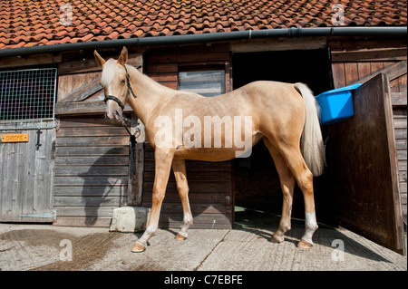 Pony im Stall Stockfoto