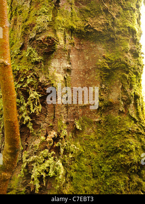 Ahornblättrige Platane, Platanus X hispanica Rinde Stockfoto