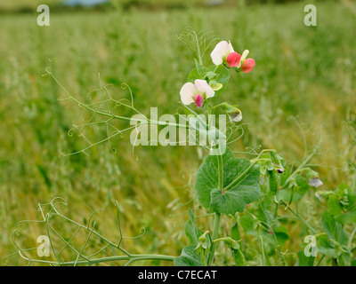 Garten-Erbse, Pisum Sativum wächst als Unkraut in einer Ackerfläche. Stockfoto