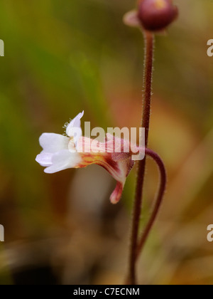 Blasse Fettkraut Pinguicula lusitanica Stockfoto