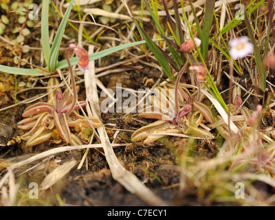 Blasse Fettkraut Pinguicula lusitanica Stockfoto