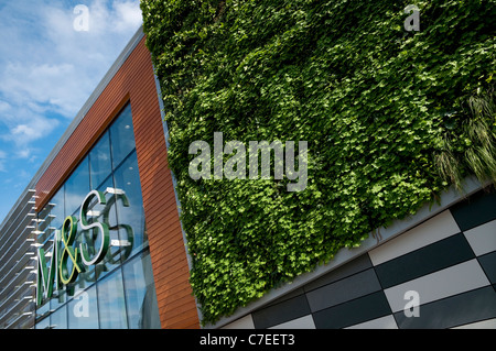 Grüne Wand wächst auf M & S Shop, Norwich, Norfolk, england Stockfoto