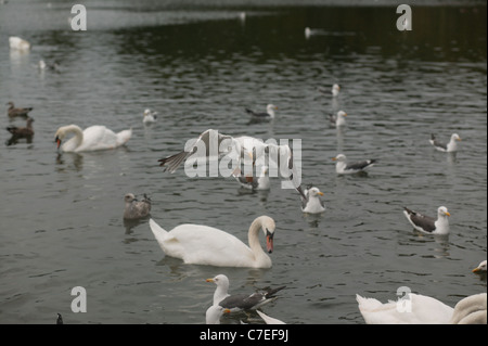 Möwen fliegen am Teich in Cosmeston Lakes Country Park in Cardiff, Wales. Stockfoto