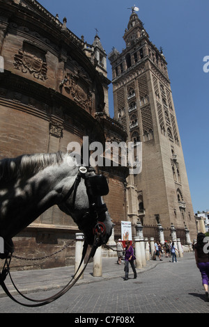 Tapas-Trail in Jerez Spanien. Allgemeine Bilder von der Kathedrale von Sevilla. Foto von Fabio De Paola Stockfoto