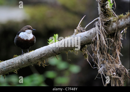 Europäische weiße-throated Wasseramseln (Cinclus Cinclus) thront auf Zweig über dem Bach im Wald, Luxemburg Stockfoto