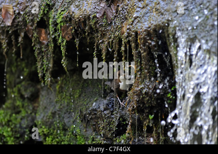 Europäischen weiße-throated Wasseramseln (Cinclus Cinclus) Küken im Nest versteckt hinter Wasserfall, Luxemburg Essen bringen Stockfoto