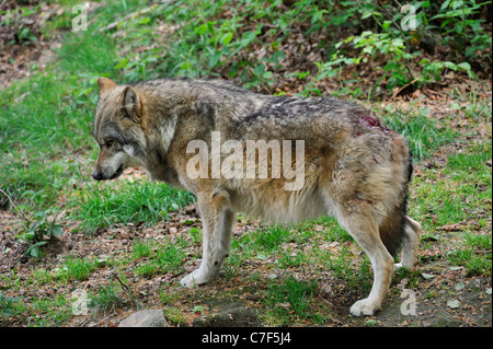 Untergebenen verwundet europäischen graue Wolf (Canis Lupus) mit Schweif nach unten versteckt zwischen den Hinterbeinen nach kämpfen mit dominanten Männchen Stockfoto