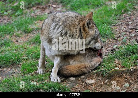 Unterzuordnen Sie europäischen graue Wolf (Canis Lupus) leckt seine Wunden am Rücken nach Kampf mit alpha male, Bayerischer Wald, Deutschland Stockfoto