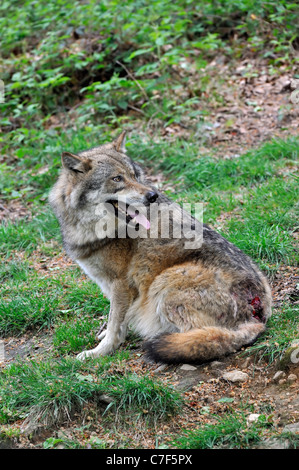 Untergeordneten europäischen graue Wolf (Canis Lupus) über Heck verwundet, nachdem Kampf mit dominanten alpha männliche Rückblick auf Angreifer Stockfoto