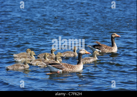 Graugans Gänse (Anser Anser) paar Schwimmen mit Gänsel im Frühjahr, die Niederlande Stockfoto