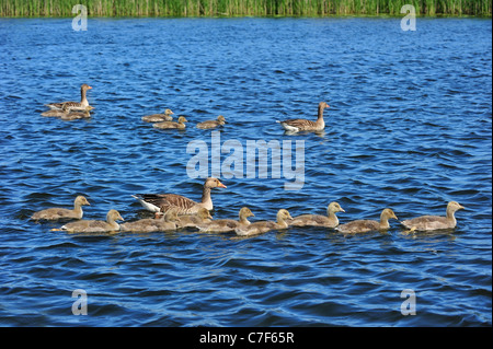 Graugans Gänse (Anser Anser) paar Schwimmen mit Gänsel im Frühjahr, die Niederlande Stockfoto