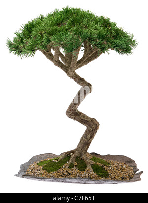 Ein kleiner Bonsai-Baum in einer Keramikplatte. Isoliert auf weißem Hintergrund. Stockfoto