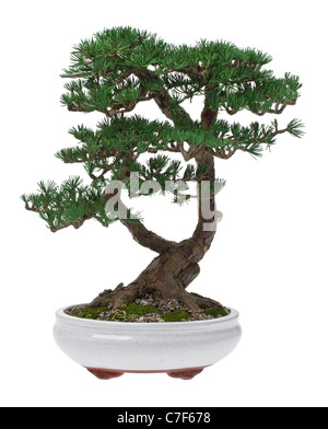 Ein kleiner Bonsai-Baum in einem Keramiktopf. Isoliert auf weißem Hintergrund. Stockfoto