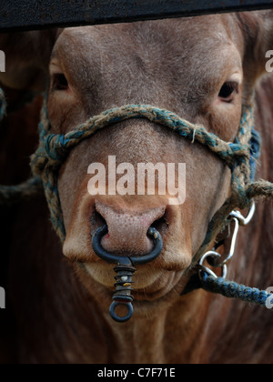 Ein brauner Stier mit einem großen eisernen Nasenring Stockfoto