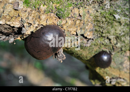 König Alfred Kuchen / verkrampfen Kugeln / Kohle Pilze (Daldinia Concentrica) wachsen aus Baumstamm Stockfoto