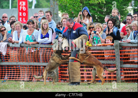 Militärische Kampfhunde, belgische Schäfer Hund / Malinois, beißt Mann in Schutzkleidung beim Tag der offenen Tür der belgischen Armee Stockfoto