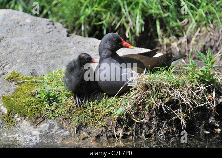 Teichhühner / gemeinsame Gallinule (Gallinula Chloropus) mit Küken ruhen am Teich-Ufer Stockfoto