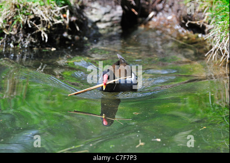 Teichhühner / gemeinsame Gallinule (Gallinula Chloropus) Schwimmen im Teich mit Zweig im Schnabel für Nestbau, Deutschland Stockfoto