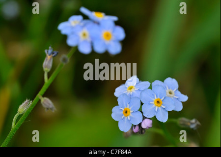 Wasser Vergissmeinnicht / wahre Vergissmeinnicht (Myosotis Scorpioides / Myosotis Palustris) in Blüte, Belgien Stockfoto