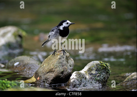 Bachstelze (Motacilla Alba) thront auf Felsen im stream Stockfoto