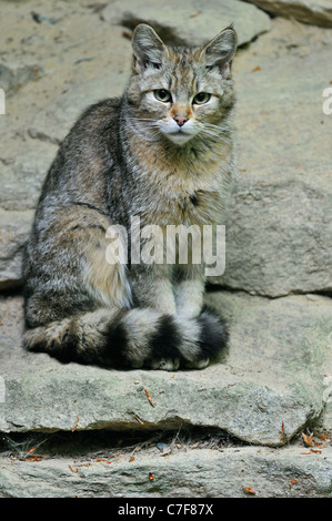 Juvenile Wildkatze (Felis Silvestris) sitzt auf Felsen, Bayerischer Wald, Deutschland Stockfoto
