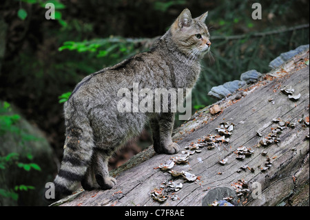 Wildkatze (Felis Silvestris) an gefallenen Baumstamm im Wald, Bayerischer Wald, Deutschland Stockfoto