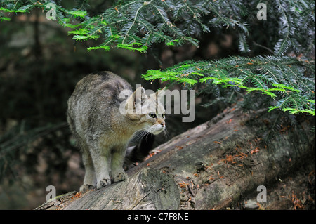 Junge Wildkatze (Felis Silvestris) stalking Beute aus gefallenen Baumstamm im Wald, Bayerischer Wald, Deutschland Stockfoto