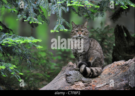 Wildkatze (Felis Silvestris) sitzen an gefallenen Baumstamm im Pinienwald Stockfoto