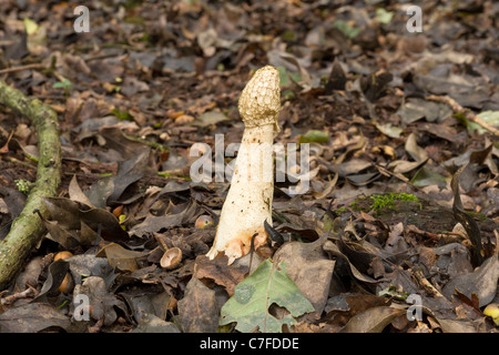 Phallus Impudicus Pilze auch bekannt als Hexe Ei oder gemeinsame Stickhorn auf Waldboden Stockfoto