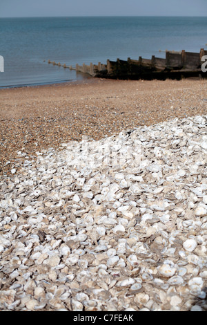 Haufen von Austernschalen am Strand in Whitstable, Großbritannien. Stockfoto