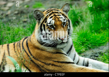 Amur-Tiger (Panthera Tigris Altaica), ursprünglich bekannt als Sibirischer Tiger, Highland Wildlife Park, Kincraig, Kingussie, Schottland Stockfoto