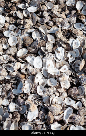Haufen von Austernschalen am Strand in Whitstable, Großbritannien. Stockfoto