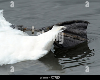 Die Flosse eines Schwans, die bei Slimbrige Welt Feuchtgebiet Trust markiert wurden. Stockfoto