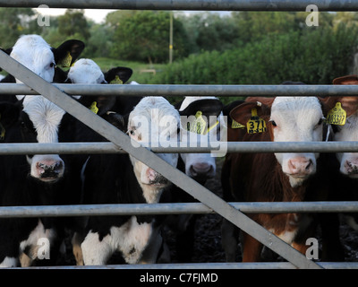 Eine Reihe von jungen Kühen hinter ein Landwirt Tor Stockfoto