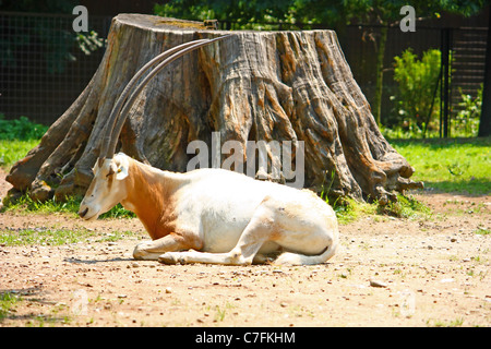 Krummsäbel horned Oryx (Oryx Dammah) liegen vor großen stumpf, Fotografieren im zoo Stockfoto