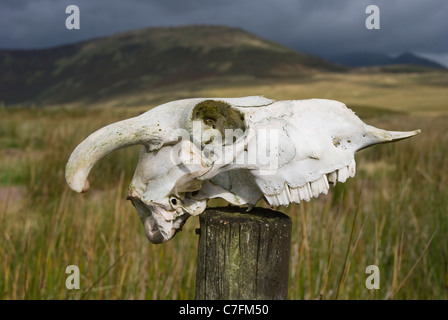 Schädel eines Schafes auf einem hölzernen Zaun-Pfosten. Stockfoto