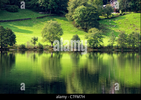 Perfekte Spiegelung der Bäume am Seeufer in Grasmere im Lake District, Cumbria, England Stockfoto