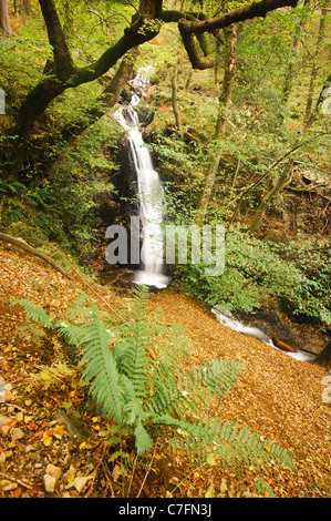 Tom Gill Wasserfall in der Nähe von Tarn Hows, Lake District, England, UK Stockfoto