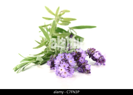 einige Zweige mit Lavendelblüten auf weißem Hintergrund Stockfoto