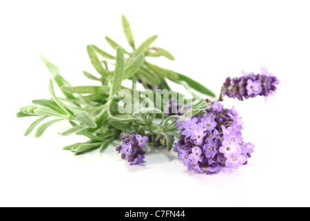 einige Zweige mit Lavendelblüten auf weißem Hintergrund Stockfoto