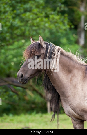 Dülmen Duelmen Pferd Pony Ponys Deutschland Deutsch Stockfoto