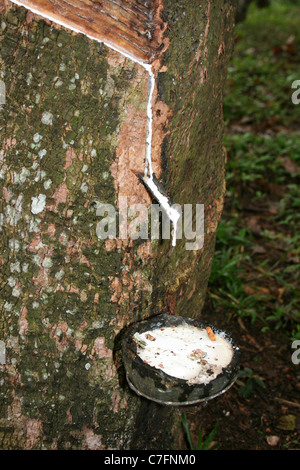 Latex fließt aus einem Gummibaum in einen Sammelbehälter Topf gemacht der Kokosnussschale Stockfoto