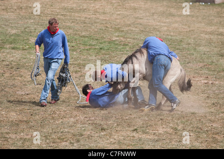 Dülmen Duelmen Pferd Pony Ponys Deutschland Deutsch Stockfoto