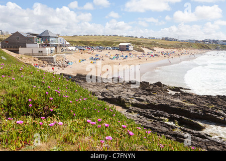 Mesembryanthemum (Livingstone Daisy) wächst auf der Klippe mit Blick auf Fistral Bay, Newquay, Cornwall Stockfoto