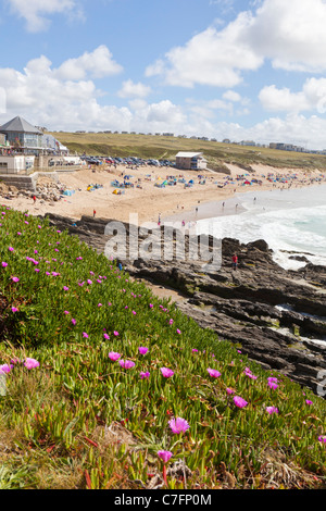 Mesembryanthemum (Livingstone Daisy) wächst auf der Klippe mit Blick auf Fistral Bay, Newquay, Cornwall Stockfoto