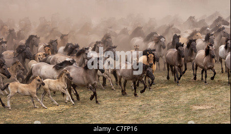 Dülmen Duelmen Pferd Pony Ponys Deutschland Deutsch Stockfoto