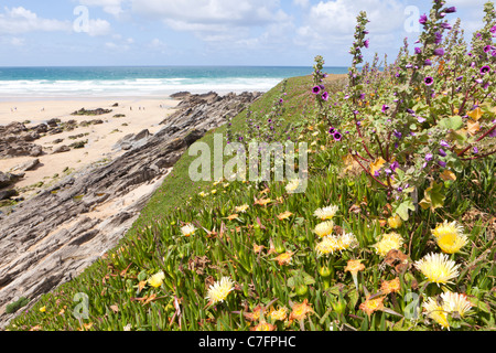 Mesembryanthemum (Livingstone Daisy) wächst auf der Klippe am Fistral Bay, Newquay, Cornwall Stockfoto