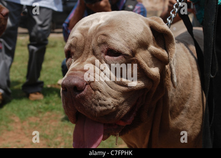 Mastino Napoletano; eine Rasse aus Italien Stockfoto